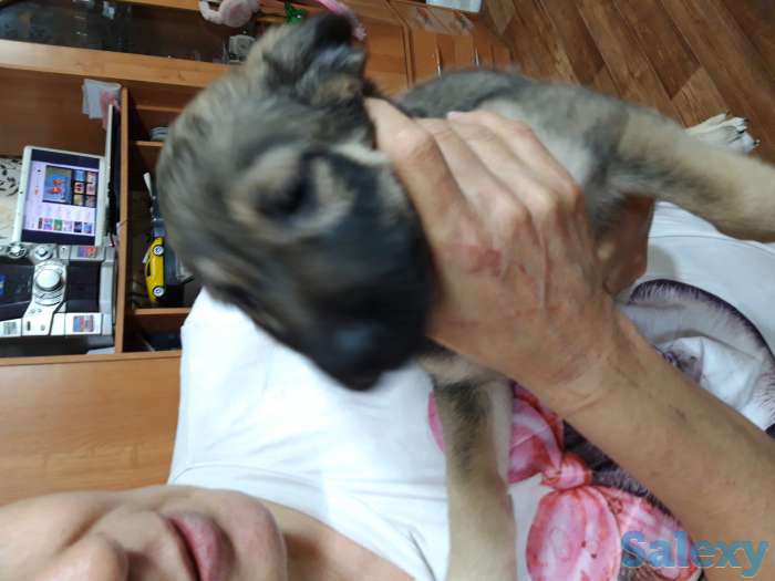 Животные, фотография 1