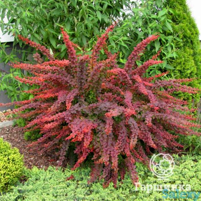 Барбарис голден ринг, фотография 1