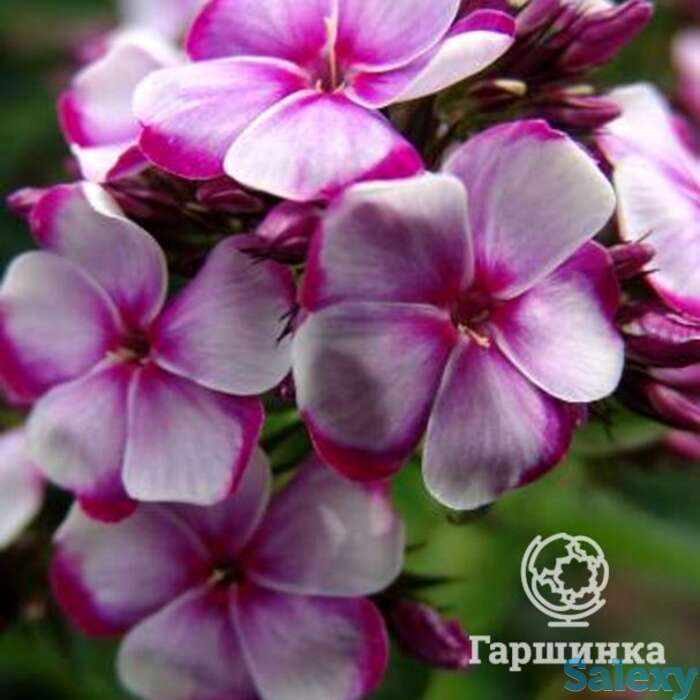 Флокс метельчатый неон флае блу, фотография 1