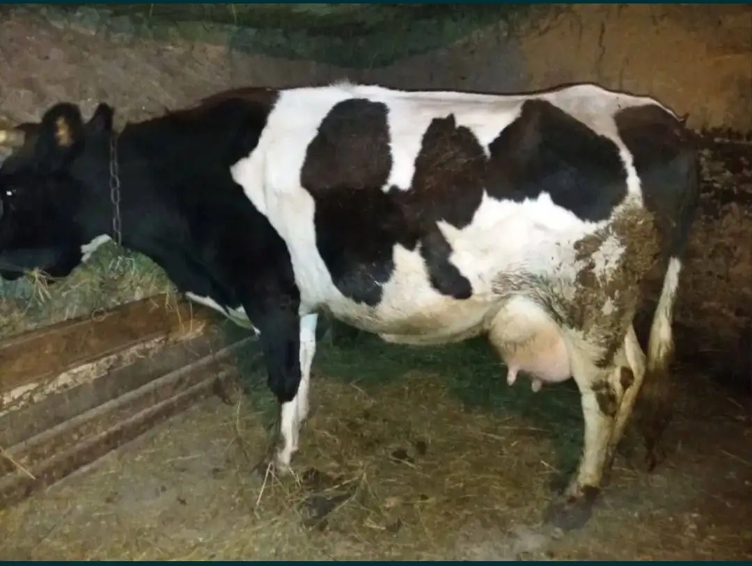 Продам корову молочную, фотография 2