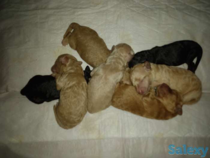 Продам щенков карликового пуделя, фотография 4