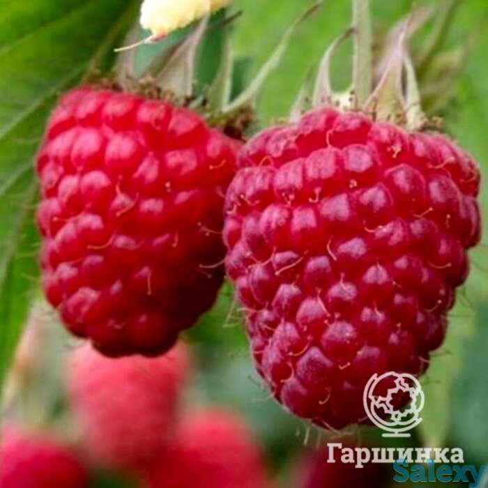 Малина ремонтантная Самохвал, фотография 1