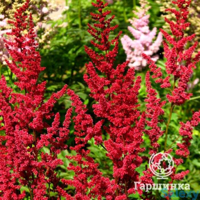 Астильба Глат арендса, фотография 1