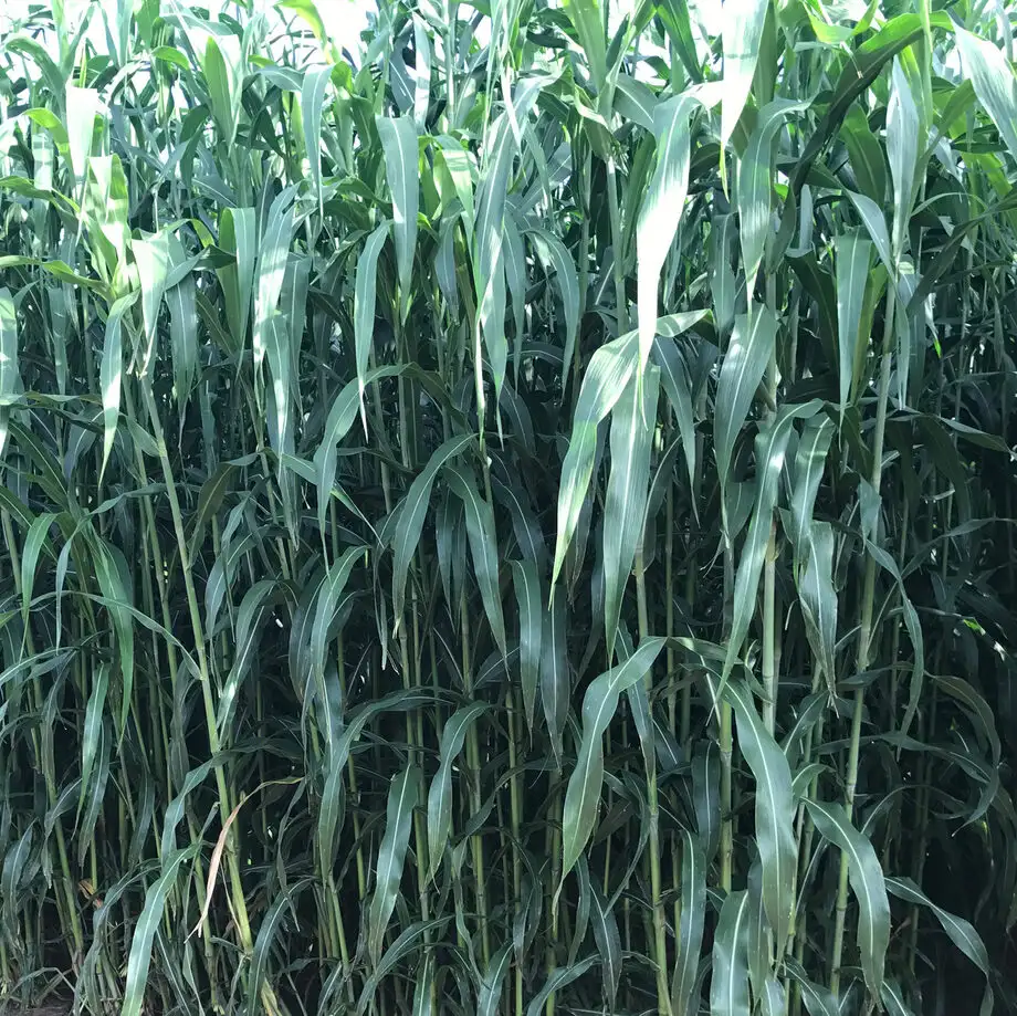 Семена сорго и суданской травы, фотография 3