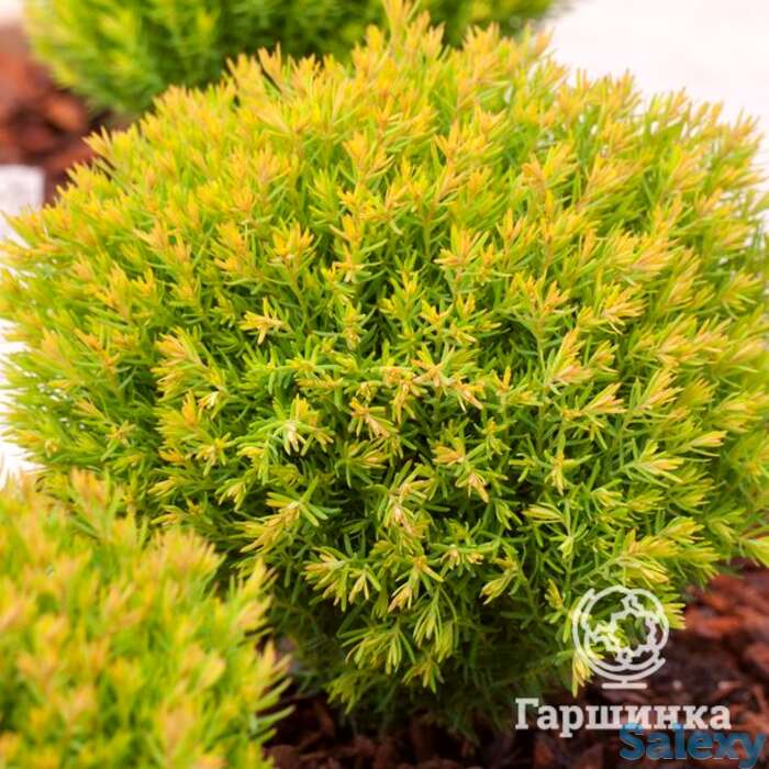 Туя шаровидная анниек, фотография 1