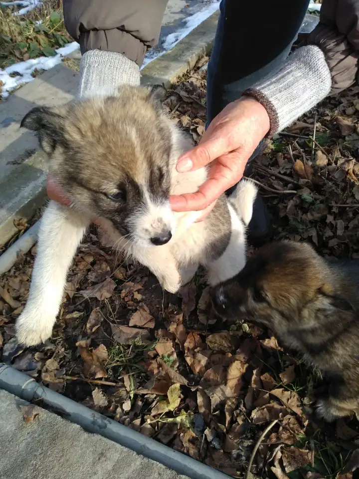 Отдам в хорошие руки, фотография 2