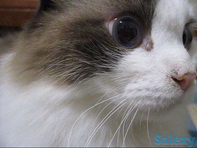 Кличка кота Маркиз порода Рэгдолл, фотография 2