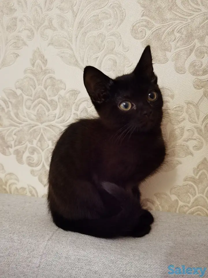 Отдам котят в хорошие руки, фотография 1