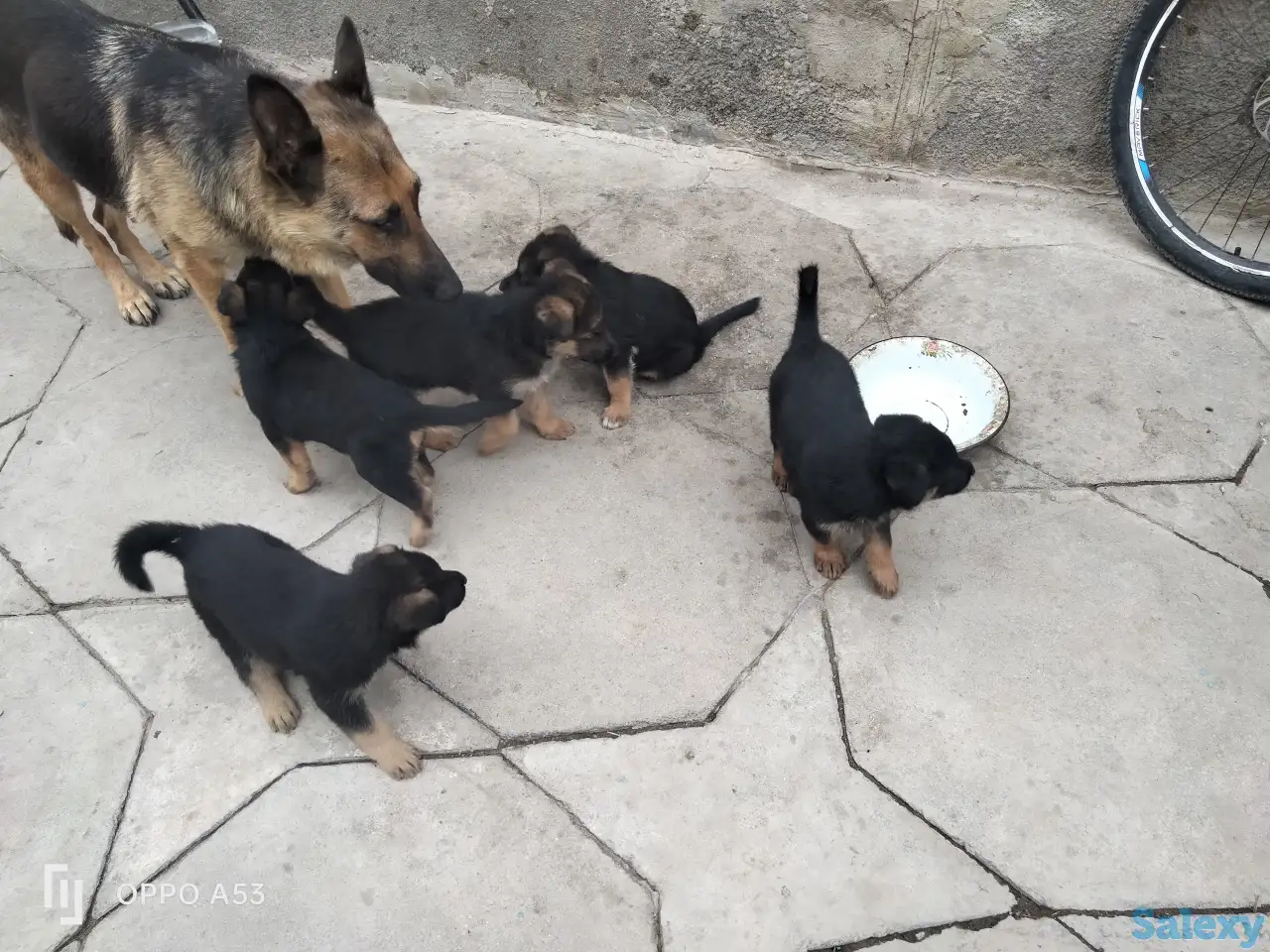 Продаются чистокровные щенки немецкой овчарки, фотография 3