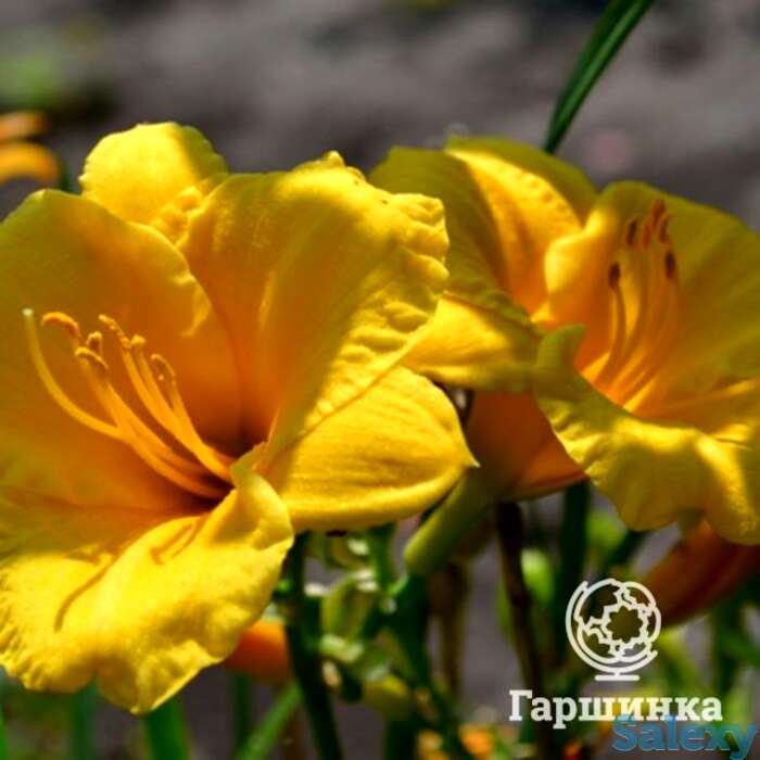 Лилейник Стелла де Оро, фотография 1