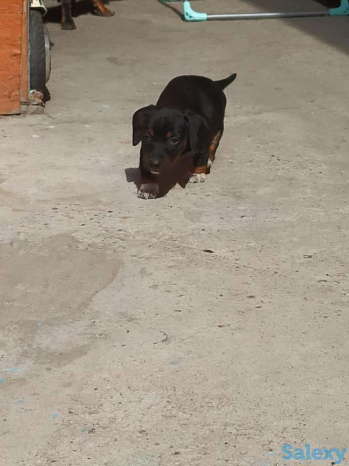 Продаются щенки стандартной гладкошерстной таксы, фотография 2