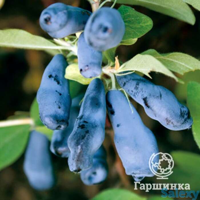 Жимолость Морена., фотография 1