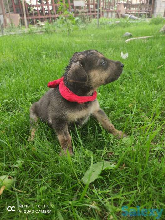 Щенки овчарки, фотография 9