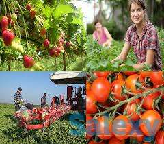 Работа в Европе на ферме, фотография 1