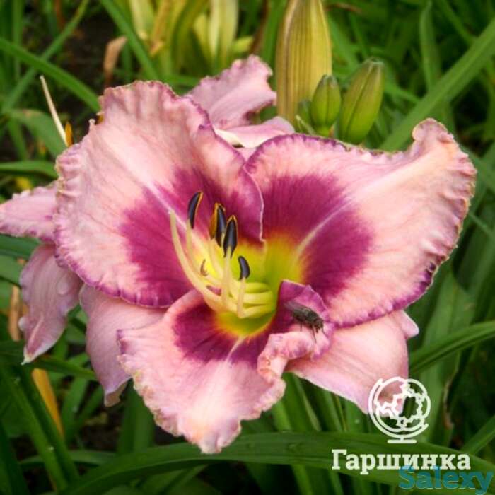 Лилейник эйдж эхед, фотография 1