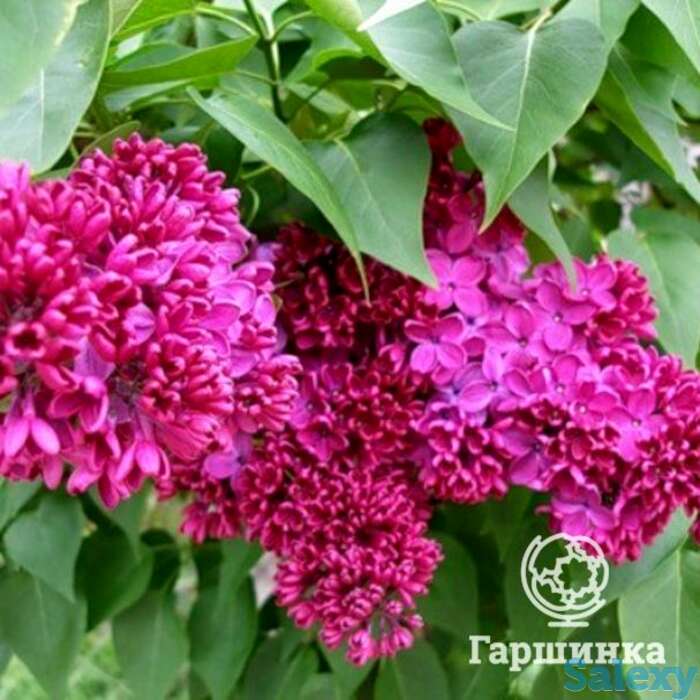 Сирень красная москва, фотография 1