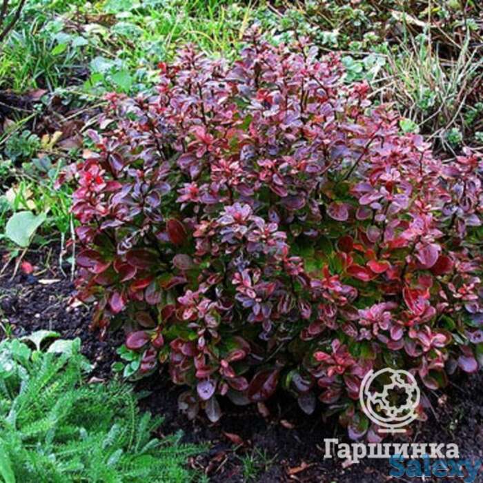 Барбарис багатель, фотография 1