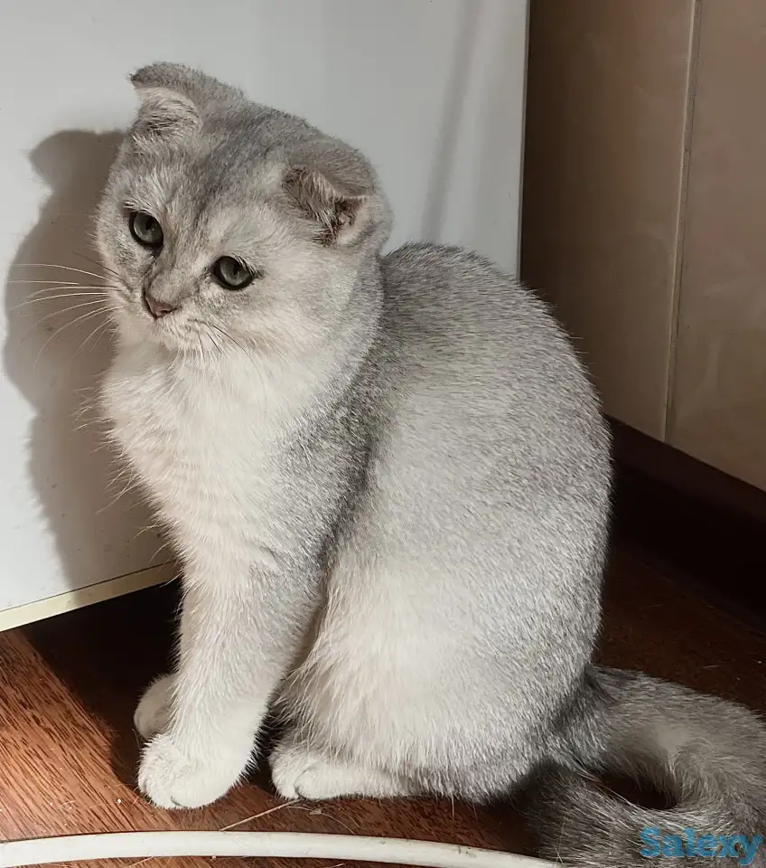 Скоттиш фолд котенок, фотография 4