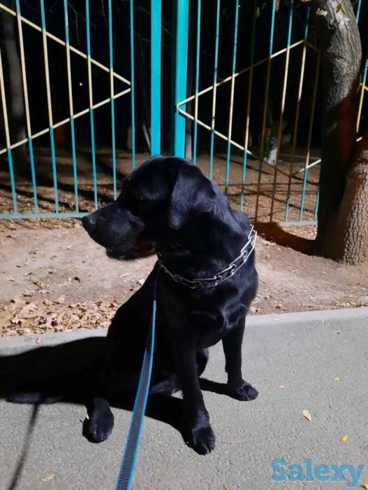 Продам лабрадора ретривера, фотография 2