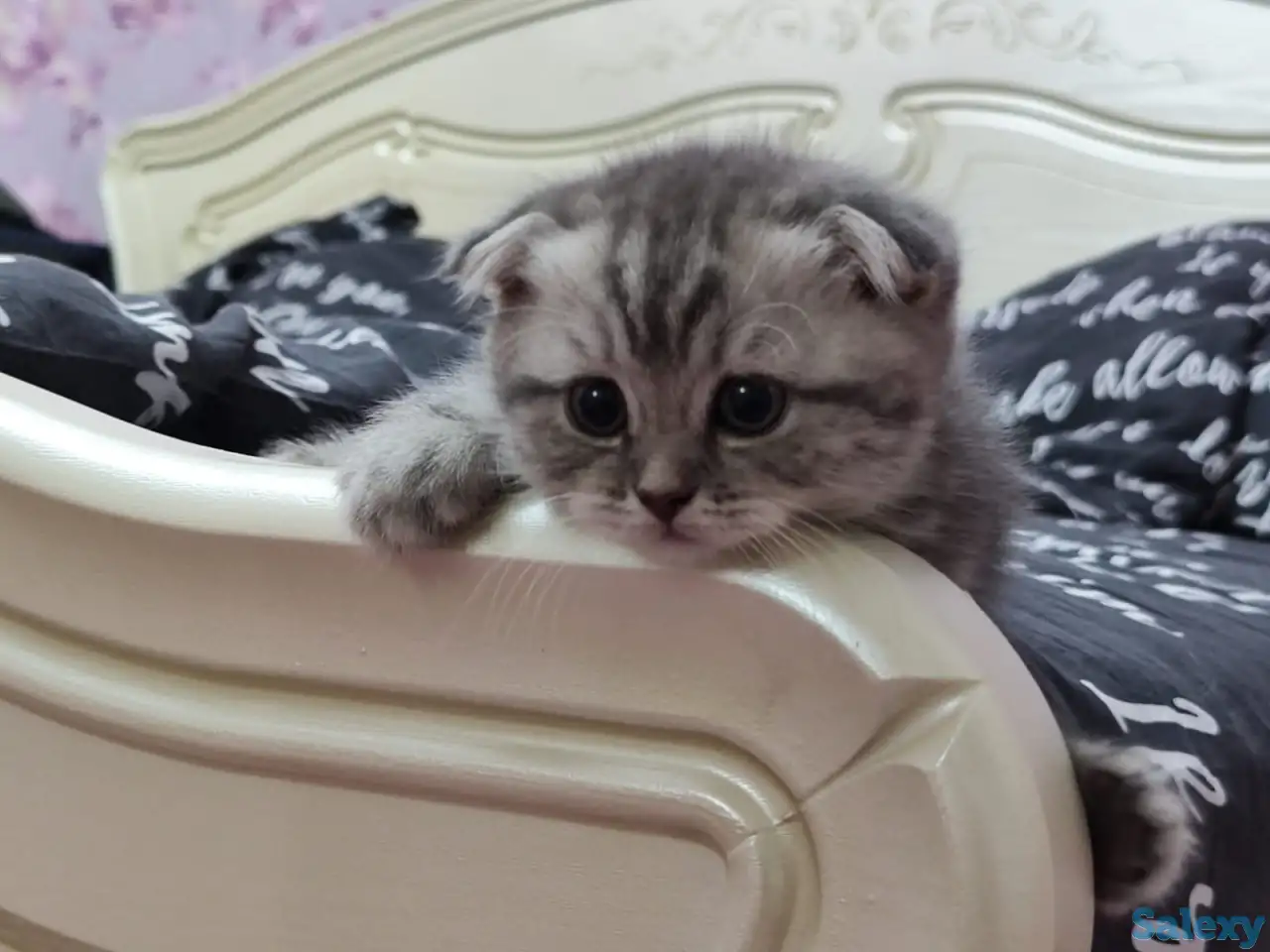 Продаются шотландские вислоухие котята, фотография 5