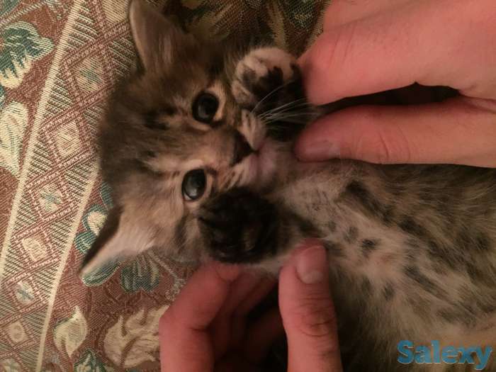 Отдам котёнка даром, фотография 3