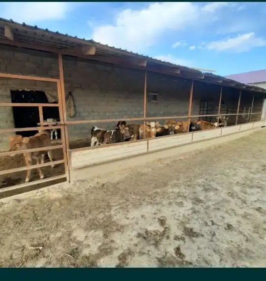 Фазенда, Кольащы, фотография 12