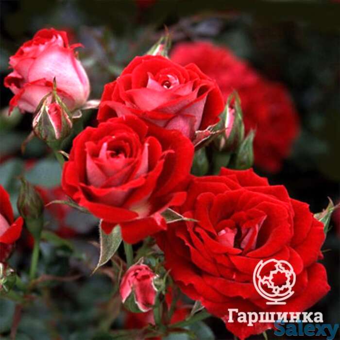 Роза мейди миниатюрная, топалович, фотография 1