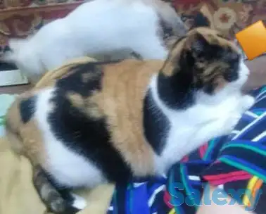 Пожалуйста помогите найти, фотография 2