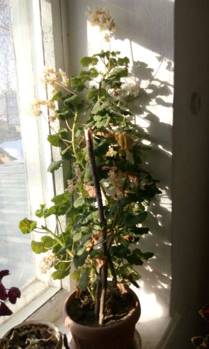 Домашние и офисные цветы, фотография 4