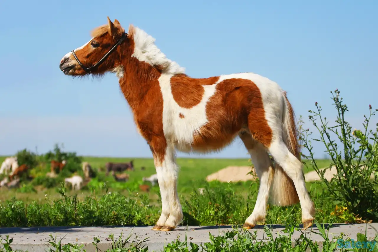 Продажа пони. Пони-ферма., фотография 8