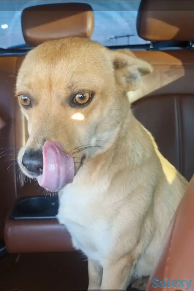 Милашки ищут дом., фотография 2