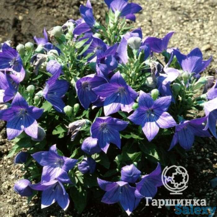 Платикодон крупноцветковый Фуджи Блу, фотография 1