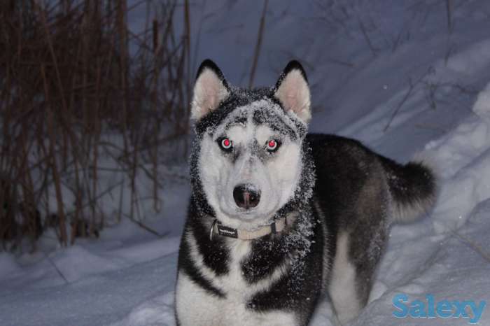 Продаются щенки Сибирский Хаски, фотография 3