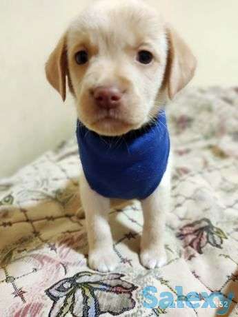 Щенки лабрадора г. Тараз, фотография 1