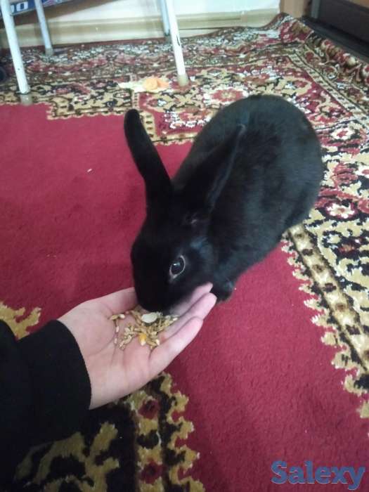 Продаю декоративного кролика, фотография 1