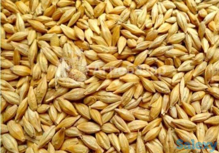 Семена ячменя ярового - 38 сортов ЭС, РС-1/ РС-2, фотография 1