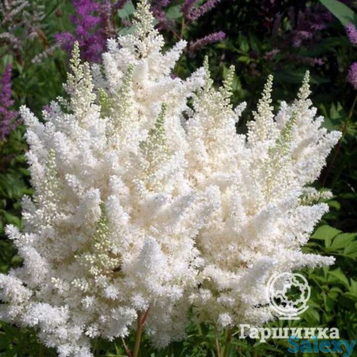 Астильба Юник Вайт, фотография 1