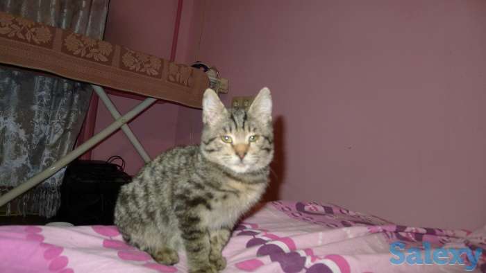 Отдам в добрые руки 2,5 месячного серого тигрового котёнка, девочку., фотография 3