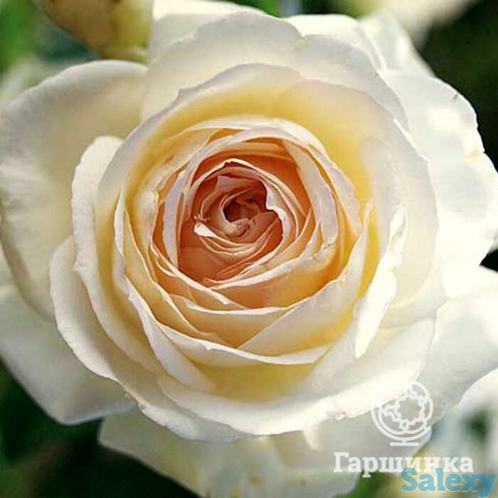 Роза пале рояль плетистая, топалович, фотография 1