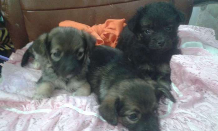 отдам щенков, фотография 2