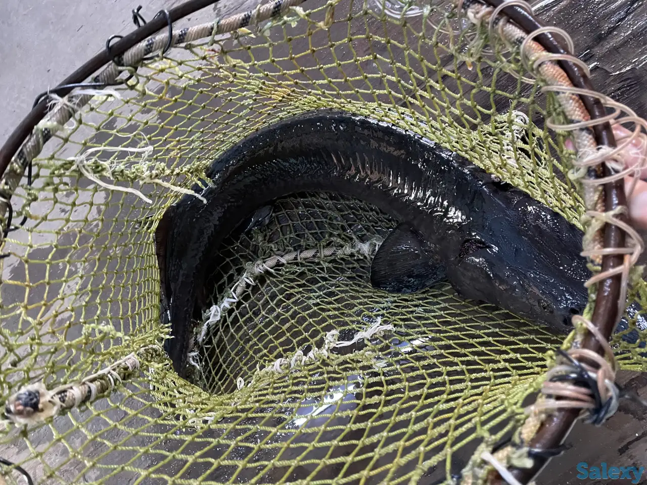 Продажа живого ОСЕТРА!, фотография 3