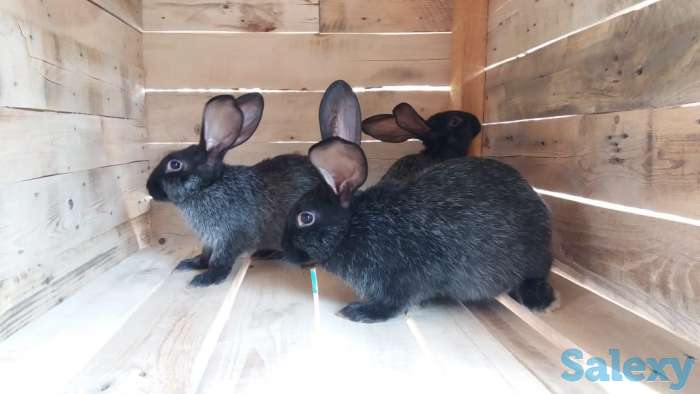 Продам  мясо кролика, фотография 1