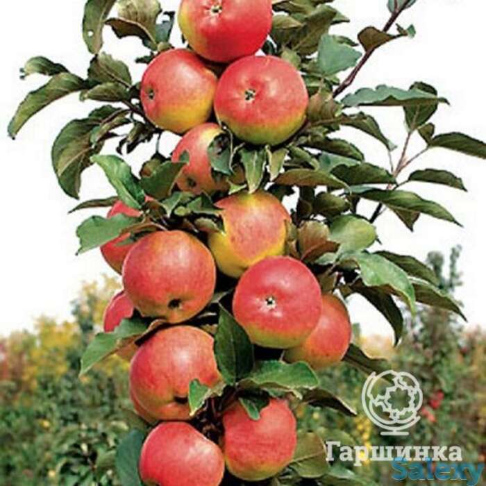 Яблоня колоновидная валюта, фотография 1