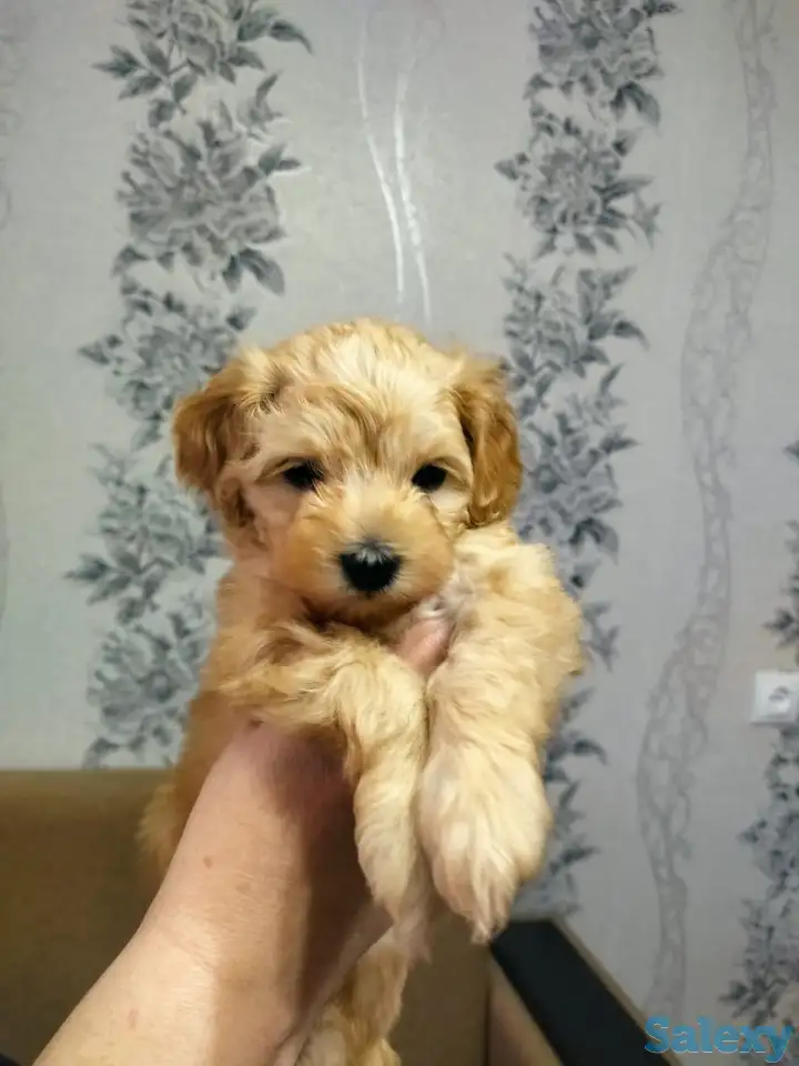 Продажа мальтипу, фотография 2