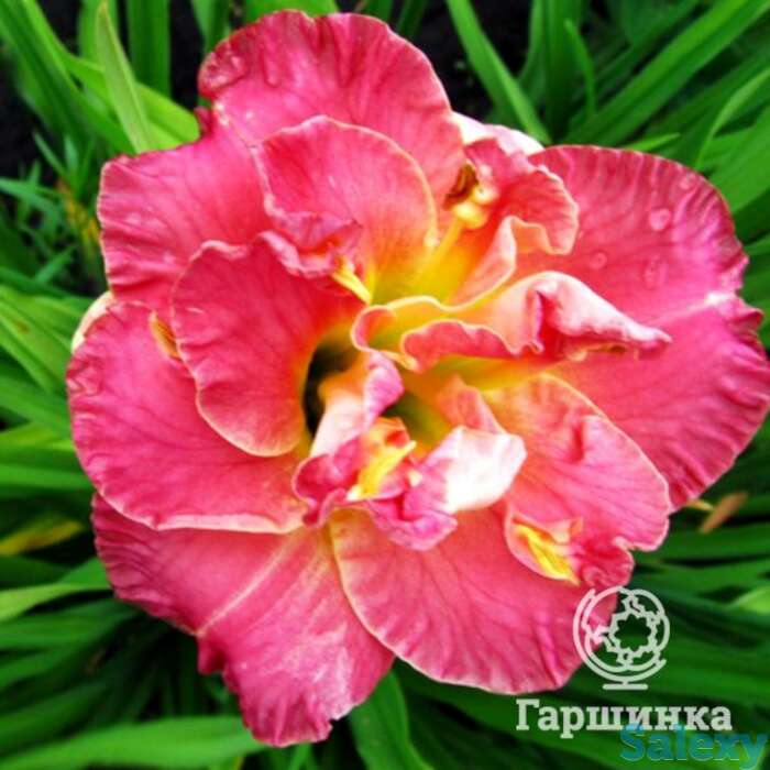 Лилейник лэйси долли, фотография 1