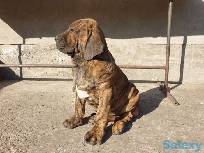 Бразильский мастиф, фотография 8