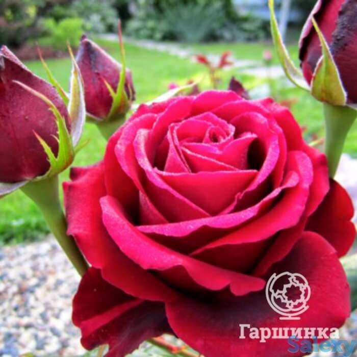 Роза норита чайно-гибридная, топалович, фотография 1