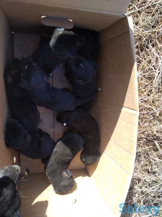 Отдам в хорошие руки, фотография 1