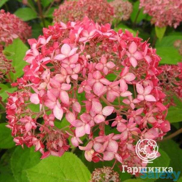 Гортензия пинк пинкушен, фотография 1