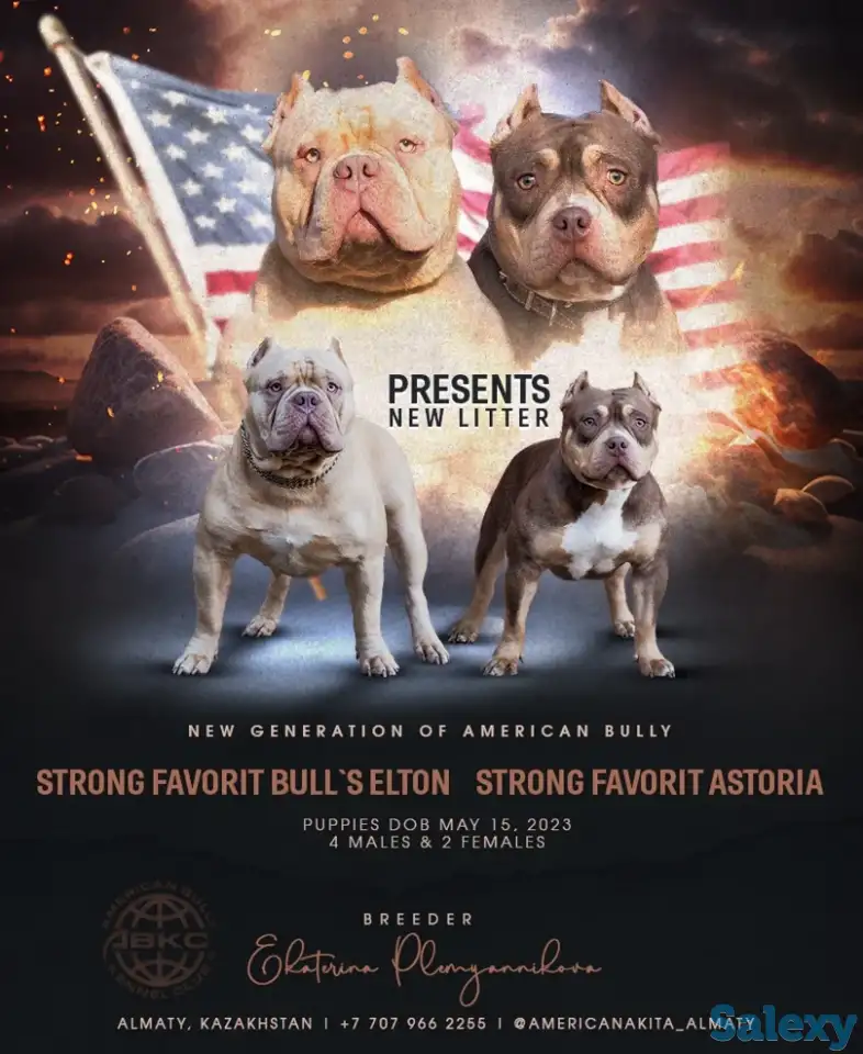Американский булли, фотография 1